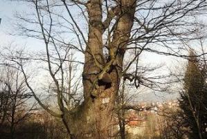 Svatováclavský či Svatohorský dub je kmetem mezi stromy
