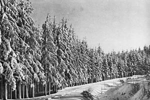 Zima – bílá krasavice Zima – bílá krasavice