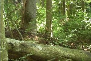 Boubínský prales je třetí nejstarší českou rezervací