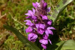 Vycházka za orchidejemi do parku v Mariánských Lázních